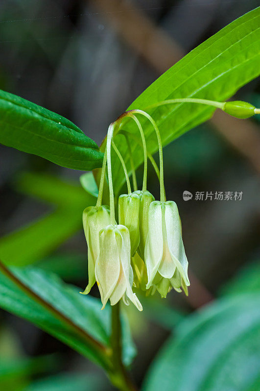 Prosartes smithii是一种北美开花植物，俗称大花童话。它原产于北美西部，从不列颠哥伦比亚省的温哥华岛向南一直到加利福尼亚州的蒙特雷县。